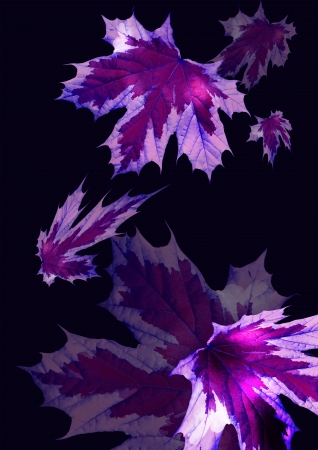 Leaf design - purple mauveの写真素材