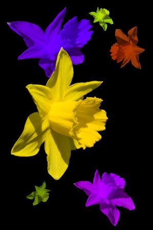 Multicoulred flowers - daffodildの写真素材