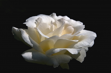 Flower - White Rose black backgroundの写真素材