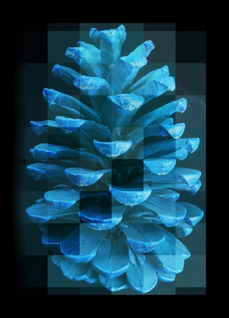 Blue Fir Coneの写真素材