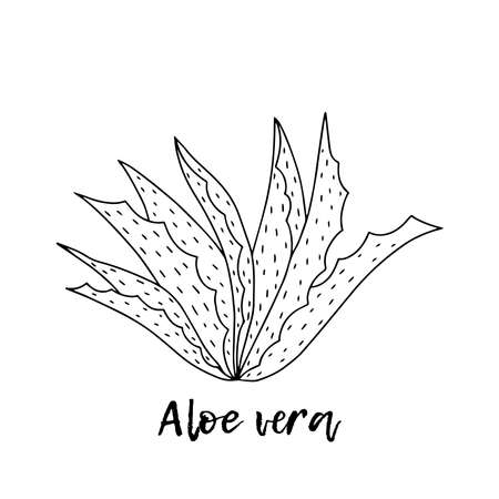 Natural Medicine Foliage Plant Aloe Vera Vector. Ayurveda. Natural herbs. Ayurvedic herbs, medicines. Herbal illustration. A medicinal plant. The style of doodles. Medicines for health from plants.のイラスト素材