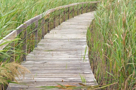 Boardwalk through reeds at Bool Lagoon in South Australiaの写真素材