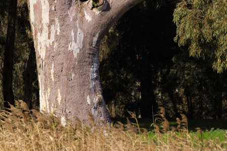 A large River Red Gum on the edge of local wetlands.の写真素材