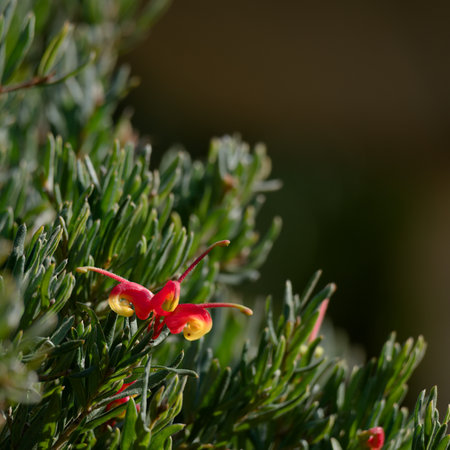 Grevillea in flower, known as Fire Cracker with brilliant red and yellow flowers.の写真素材