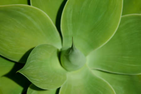 Agave plant in the morning sun.の写真素材