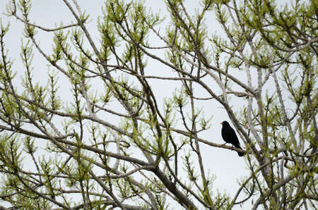 Single, lonely blackbird perched in a tree with new growth.の写真素材