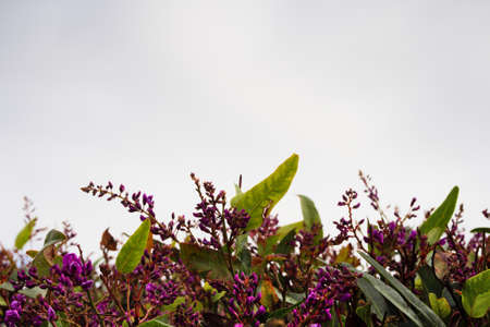 Happy Wanderer, hardenbergia violacea, and Australian native plant grows over fence in a suburban...