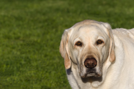 A gold labrador stares at the camera with a serious look.の写真素材