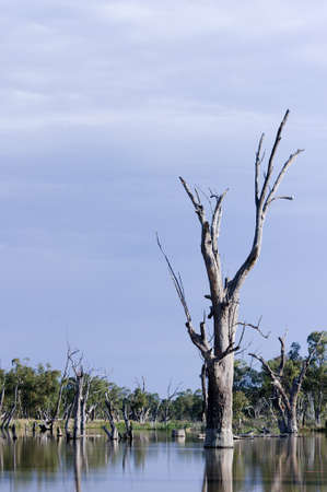 Backwater on the River Murray, with flooded river red gums and expanse of shallow freshwater.の写真素材