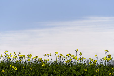 Bermuda Buttercup, or sour sobs, is an invasive plant in South Australia, but its bright yellow flowers are a sign spring is on the way.の写真素材