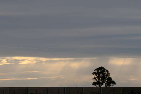 Silhouette of a eucalyptus tree along a major highway with a dramatic stormy afternoon sky.の写真素材