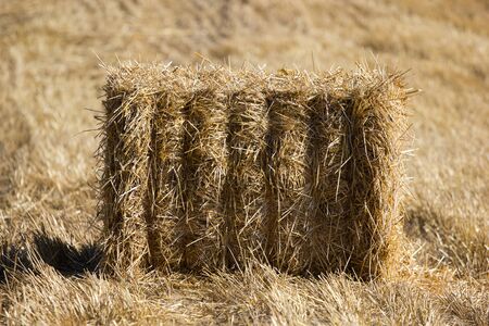 haystacks in the field