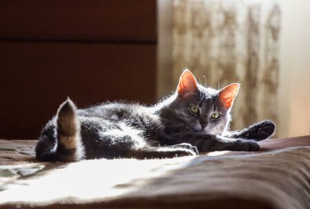 the grey cat lays on a bed in solar beamsの写真素材