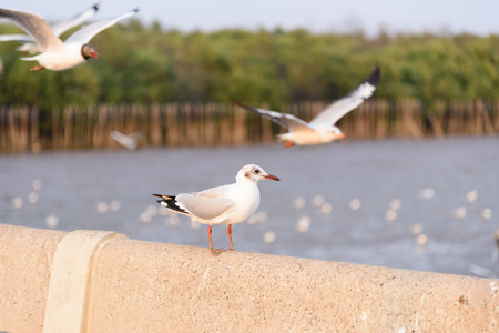 Seagull Bird Seaの写真素材