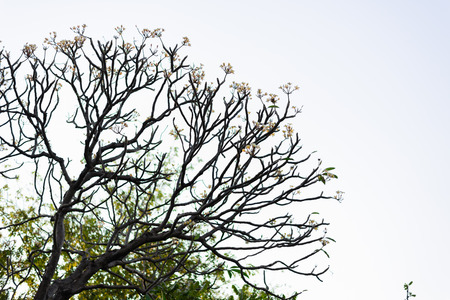 Tree Sanam Luangの写真素材