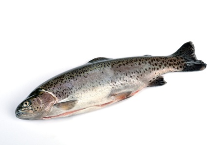 Fresh rainbow trout, kitchen-readyの写真素材