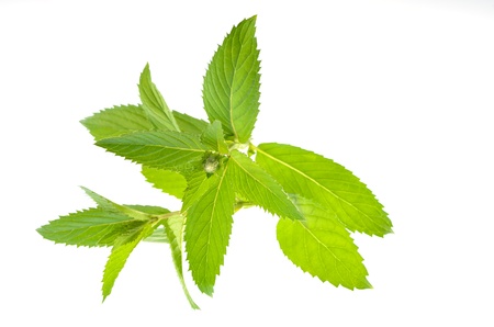 Mentha piperita, swiss mint leavesの写真素材