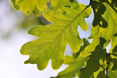 Oak leaves in the summer sunlightの写真素材