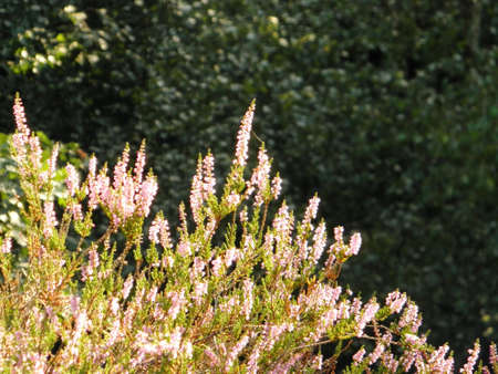 Heatherの写真素材