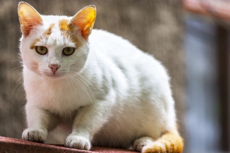 wild cat in urban environment. from a pet in a street predator. beautiful kitten looks right in you. fluffy kitten looks and winks naughty.の写真素材