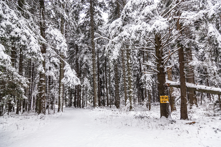 snowy landscape and lovely fluffy white snow. trees covered with snow. a white snowy fairy tale in the mountains. snowy road.の写真素材