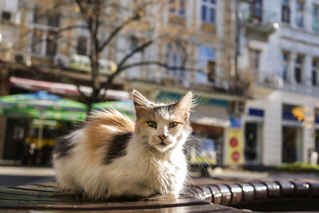 street cat sitting on a bench in the city center. urban ruffian cat. cute kitten.の写真素材