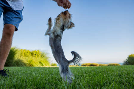 little beautiful dog on the green grass against the backdrop of the sea. yorkie, hairstyle beautiful...