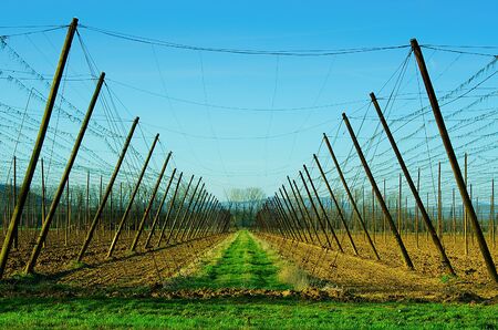 A large hop-garden in an important and traditional hop region around Louny town in spring. Louny district, Czech Republicの写真素材