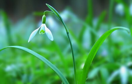 Beautiful snowdrop in snowdrops valley near Vysoky Les, Svitavy district, Pardubice region, Czech republic.の写真素材