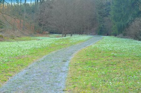 Forest road through snowdrop valley. Interesting place for tourists with stroller in nature. Vysoky Les, Pardubice region, Czech republic.の写真素材