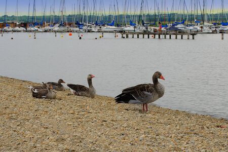 Ducks on the sandy beach in Rust. Boats in harbor in the background. Rust, Lake Neusiedl, Austria.の写真素材
