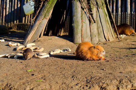 Coypus consuming bread at farm.の写真素材