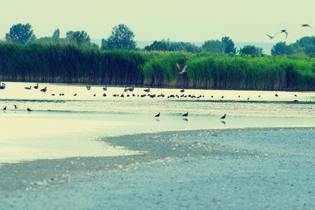 Shore of Warmsee in the Neusiedler See - Seewinkel National Park, Austria.の写真素材