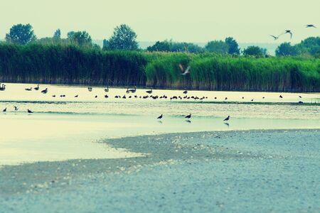 Shore of Warmsee in the Neusiedler See - Seewinkel National Park, Austria.の素材 [FY310133443591]