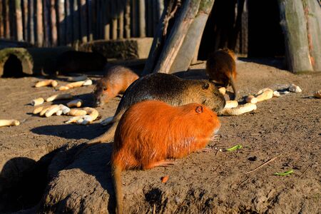 Orange coypu eating next to burrow.の写真素材