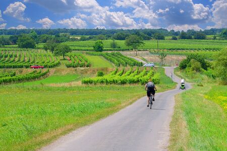 Bicycle path surrounded by vineyards at Neusiedl lake, Morbisch, Austria.の写真素材