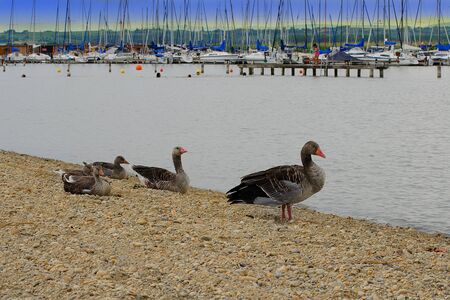 Ducks on the sandy beach in Rust. Boats in harbor in the background. Rust, Lake Neusiedl, Austria.の写真素材