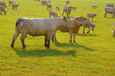 Cows grazing in the Czech meadowsの写真素材