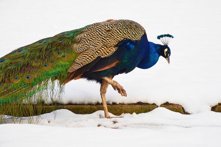 Closeup portrait of peacock walking in the snow in the garden of castle Libochoviceの写真素材