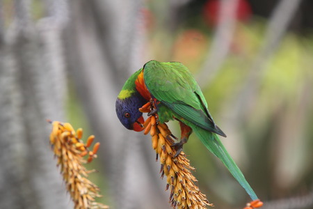 parakeet is eating Aloevera seedの写真素材