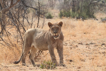 female lionの写真素材