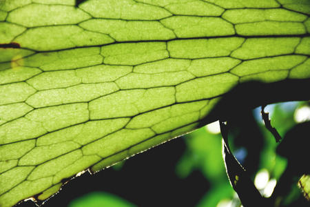 stag horn fernの写真素材