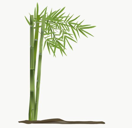 Fresh green bamboo vectorのイラスト素材