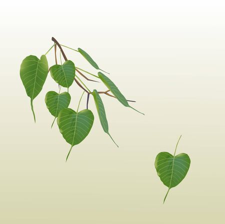 Fresh green bodhi leaves vectorのイラスト素材
