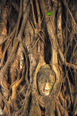 Image of Buddha  in the tree , Ayutthaya Thailand の写真素材