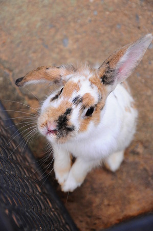 Rabbitの写真素材