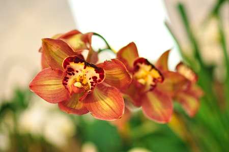 Orchid の写真素材