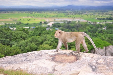 monkey on the cliffの写真素材