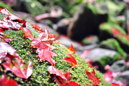Red maple leavesの写真素材