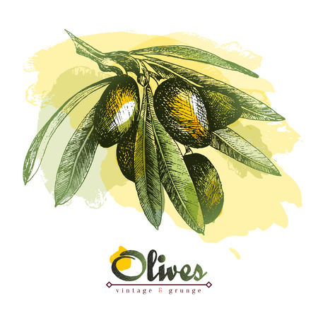 Olive branch vector colourful isolated illustration with watercolor spots, sketch hand drawn 
style, olives, leaves, lettering.のイラスト素材